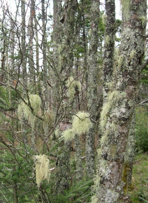 lichens in woods