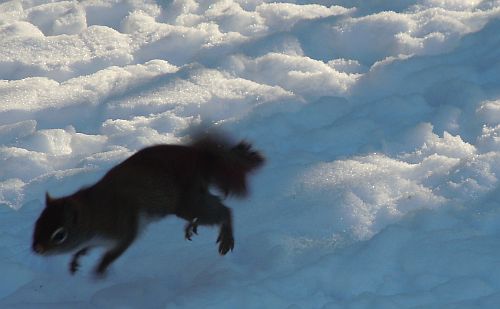 red squirrel jumping across snow