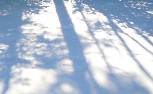 tree shadows on snow